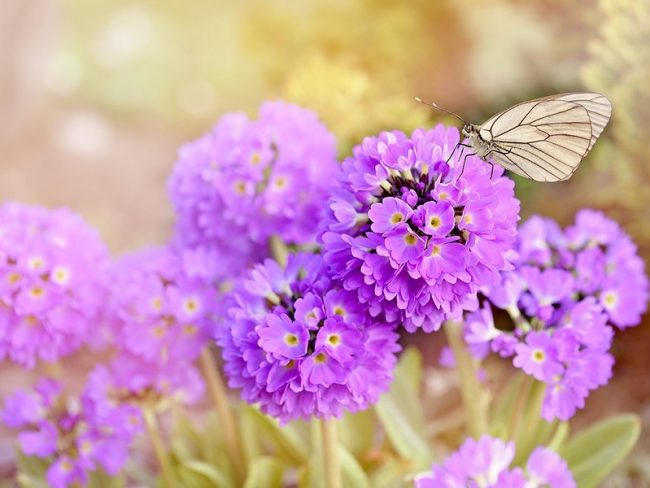善願招感七寶雨
