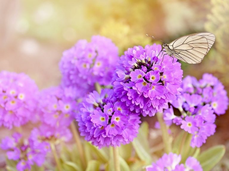 善願招感七寶雨