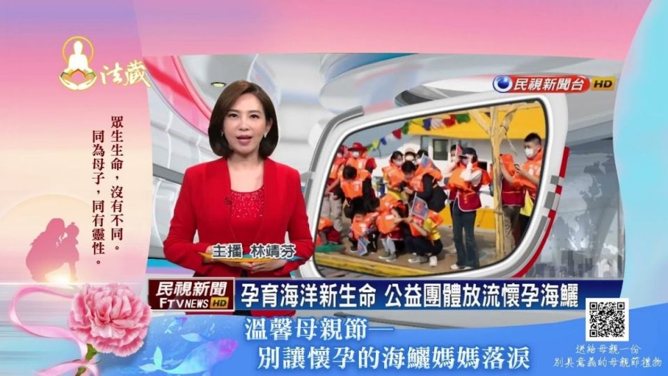 孕育海洋新生命 觀音山 龍德上師放流懷孕海鱺