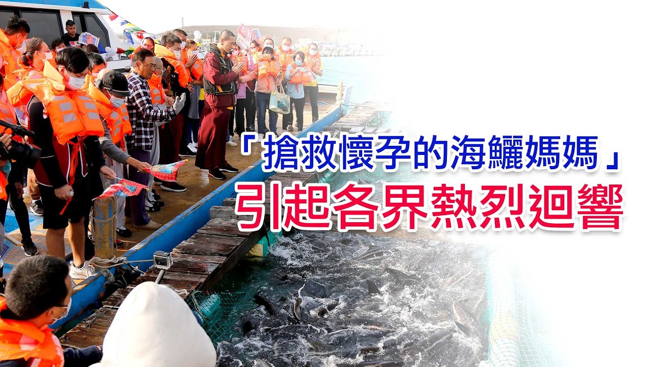 【民視新聞】孕育海洋新生命 觀音山 龍德嚴淨仁波切放流懷孕海鱺 給地球最好的母親節禮物