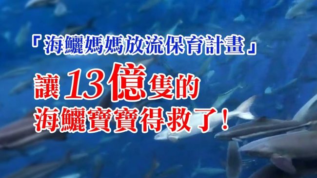 東森新聞淨海淨灘做環保觀音山龍德上師搶救懷孕海鱺媽媽做公益感恩母愛