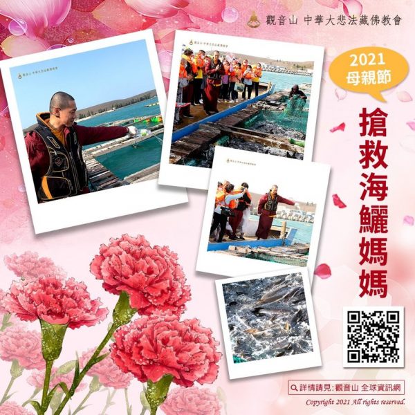 保育放流 海鱺魚 母親節