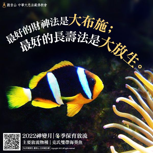 克氏雙帶海葵魚小丑魚大布施大放生