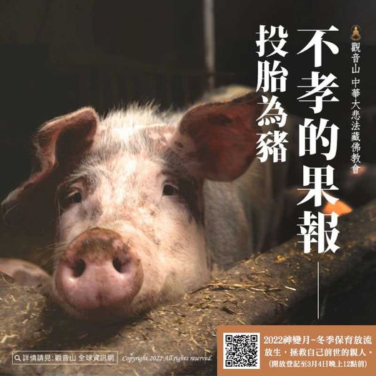 不孝的果報 投胎為豬