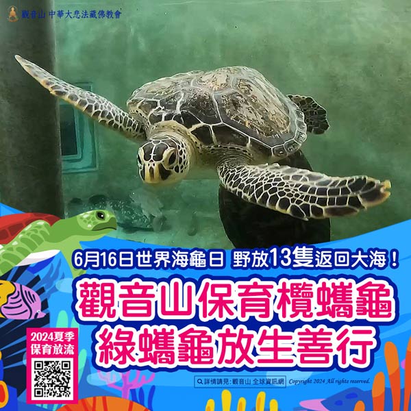 海龜保育放流