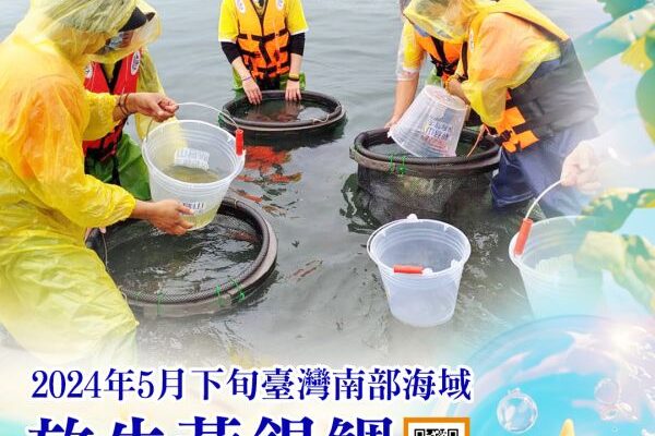 觀音山保育放流放流黃錫鯛魚苗