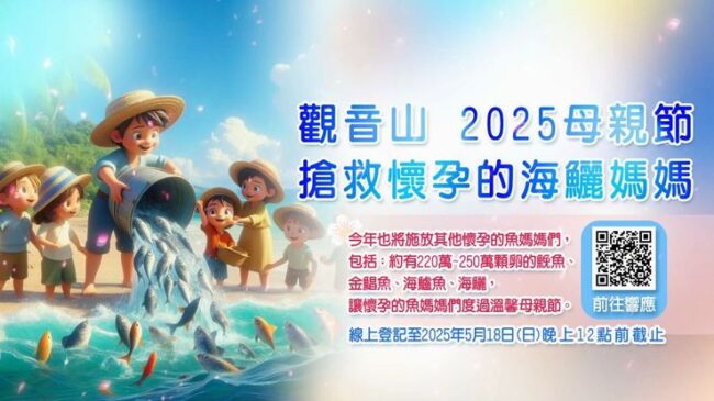 搶救懷孕海鱺媽媽